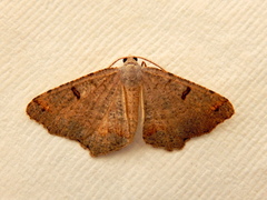 Dissomorphia australiaria