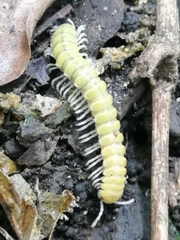 Myriapoda