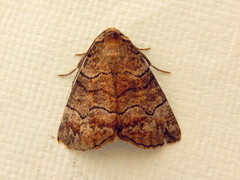 Dysbatus singularis
