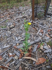 Sonchus asper