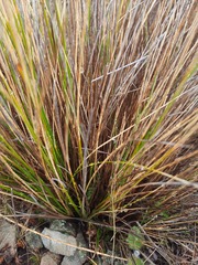 Chionochloa macra