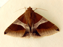 Dysgonia constricta