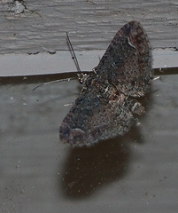 Pasiphilodes testulata