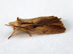 Ecnomodes sagittaria