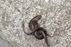 Lampropholis