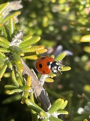 Coccinella septempunctata