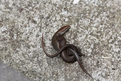 Lampropholis