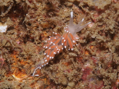 Coryphella
