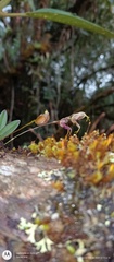 Masdevallia amanda