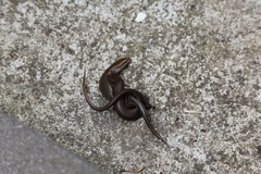 Lampropholis
