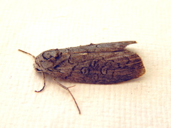 Elesma subglauca