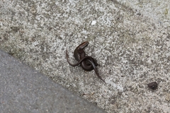 Lampropholis