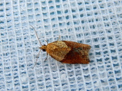 Epiphyas postvittana