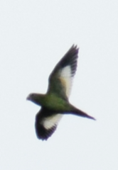 Brotogeris versicolurus