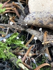 Marasmius epiphyllus