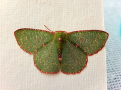 Eucyclodes metaspila