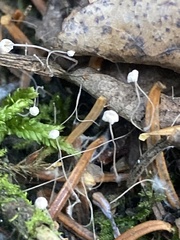 Marasmius epiphyllus
