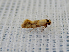 Euphiltra celeteria
