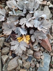Ranunculus crithmifolius