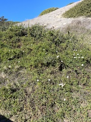 Calystegia macrostegia