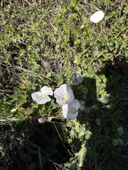 Calystegia macrostegia