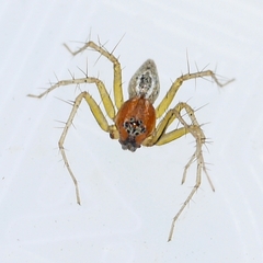 Oxyopes salticus