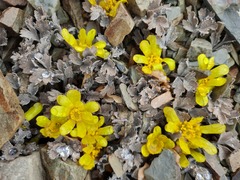 Ranunculus crithmifolius