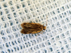 Hoplostega ochroma