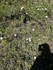 Calystegia macrostegia