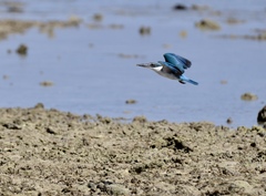 Todiramphus chloris palmeri