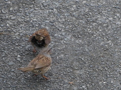 Prunella modularis