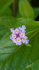 Lantana involucrata