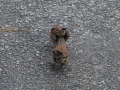 Prunella modularis