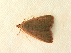 Hypsopygia albidalis