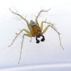 Oxyopes salticus