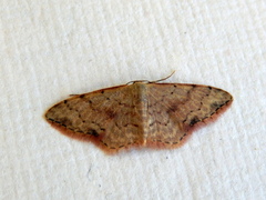 Idaea halmaea