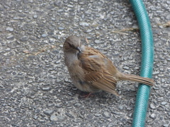 Prunella modularis