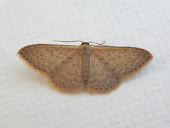 Idaea philocosma