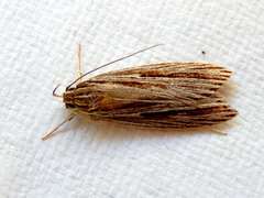 Leistarcha amphigramma