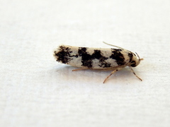 Lichenaula melanoleuca
