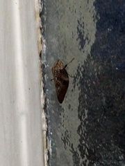 Cephisus siccifolius