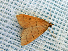 Metasia dicealis