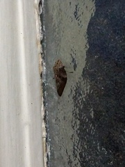 Cephisus siccifolius