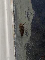 Cephisus siccifolius