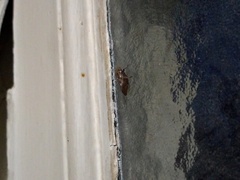 Cephisus siccifolius