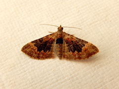 Mnesiloba eupitheciata