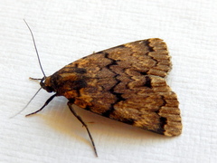 Mormoscopa phricozona