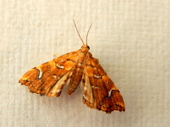 Musotima nitidalis