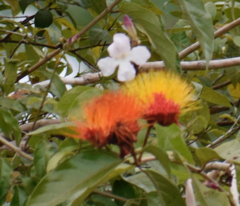 Combretum farinosum