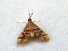 Nacoleia rhoeoalis